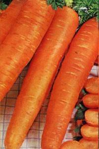 Чем характеризуется лосиноостровская морковь?