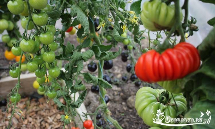 Выращивание томата сокровище инков