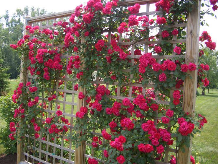 Роза «лагуна» (27 фото): описание плетистого сорта, особенности роз «лагуны свит». можно ли выращивать их в саду в подмосковье?