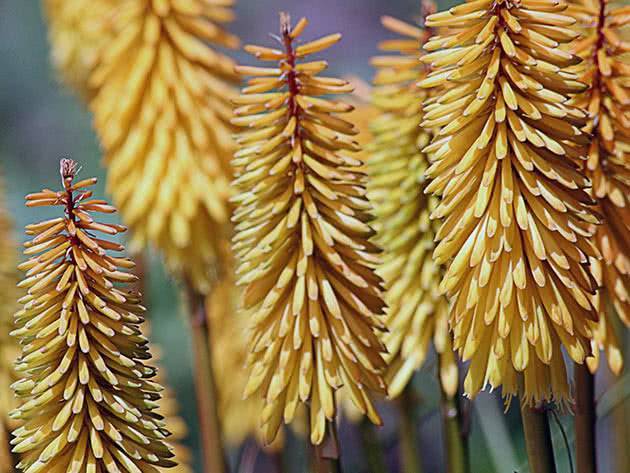 Цветы книфофия: фото, посадка и уход, выращивание из семян