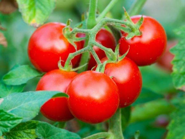 Томат «яблонька россии»: описание сорта, особенности выращивания и ухода