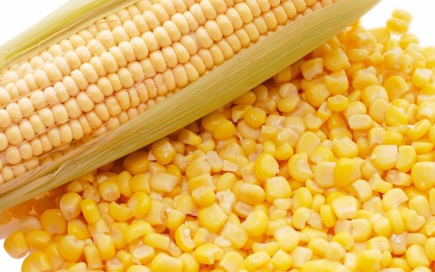 Правильная технология возделывания кукурузы на силос