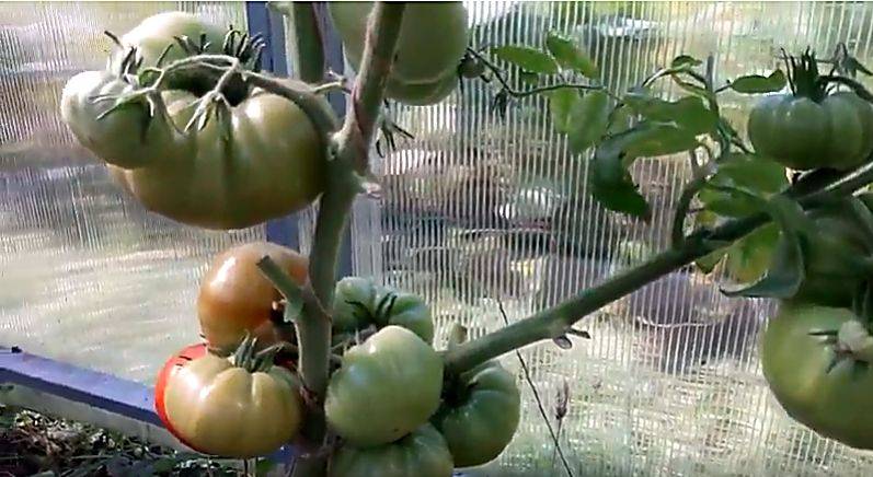 Высокорослые помидоры: лучшие сорта для открытого грунта - обзор и правила выращивания!