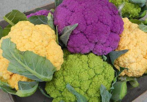 Цветная капуста: состав, полезные и вредные свойства, пищевая ценность