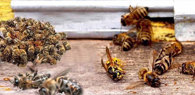 Пчелиный подмор: от чего помогает, польза и вред, применение в народной медицине и косметологии