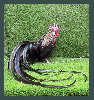 Аристократы куриного рода — декоративная порода феникс (йокогамская)