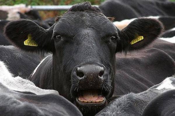 Обзор 8 самых распространенных болезней копыт у коров