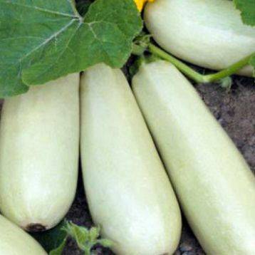 Агротехнические хитрости выращивания кабачка белоплодного