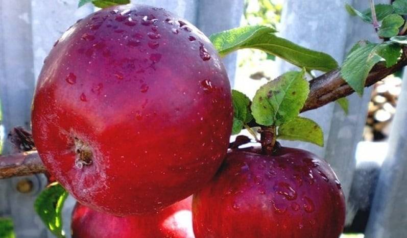 Яблоня анис и ее разновидности