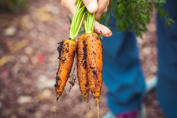 Когда сажать морковь в открытый грунт. посев моркови