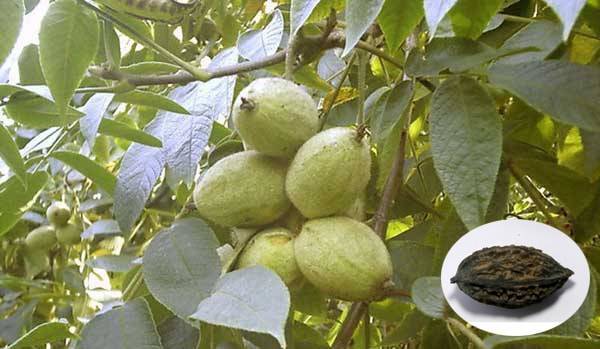Лечебные свойства настойки маньчжурского ореха