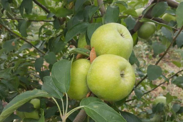 Описание сорта яблони семеренко