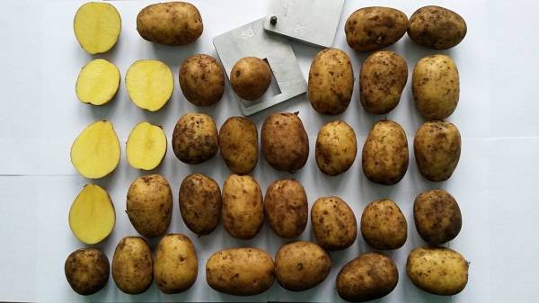 Картофель "крона": характеристика сорта, описание, фото и секреты выращивания