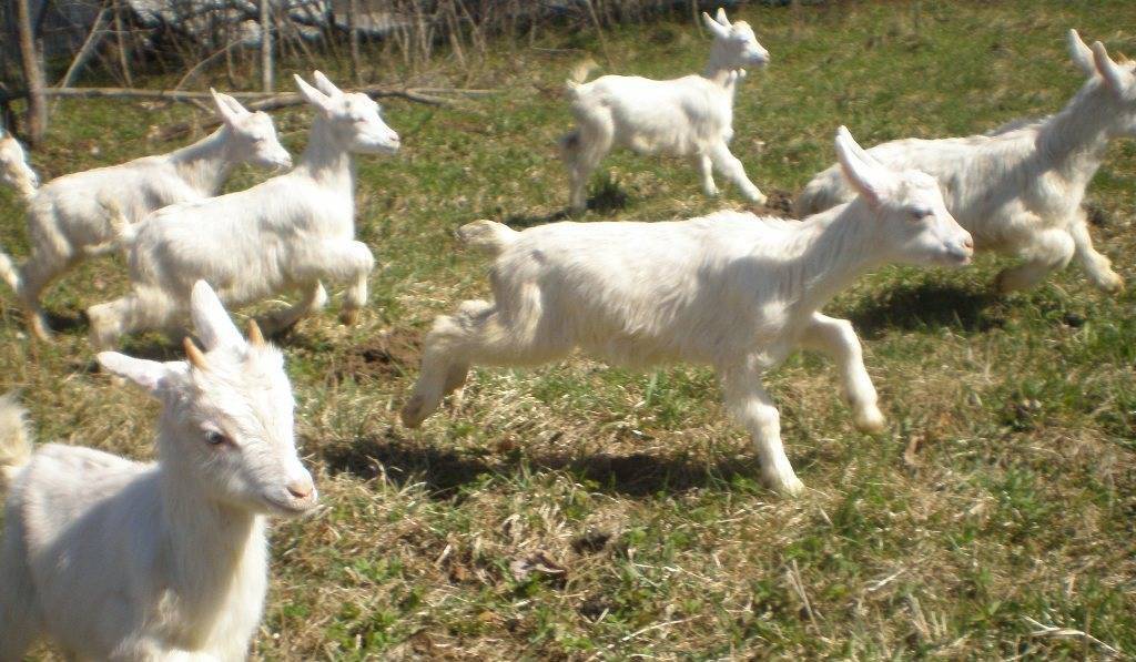 Зааненские козы — описание породы, отличительные черты, продуктивность и особенности ухода (105 фото и видео)