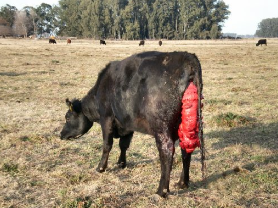 Выпадение матки у коровы до и после отела — профилактика, лечение