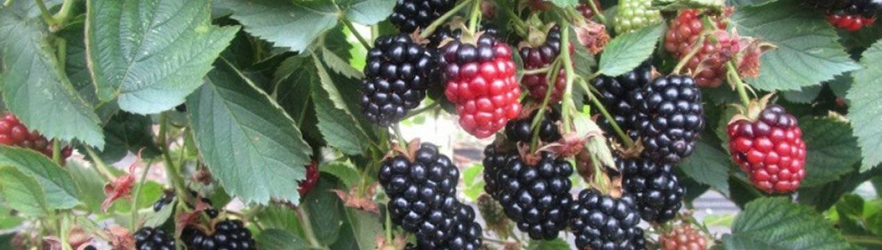 Характеристика и особенности выращивания ежевики полар берри (polar berry)