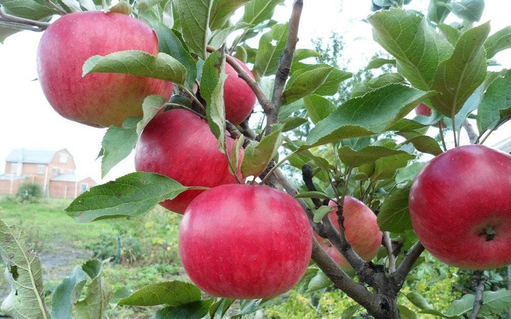 Особенности выращивания яблони сорта васюган