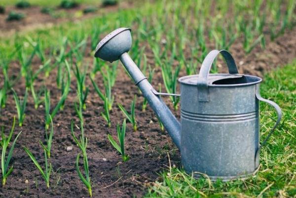 Как настаивать чеснок для борьбы с вредителями сада и огорода