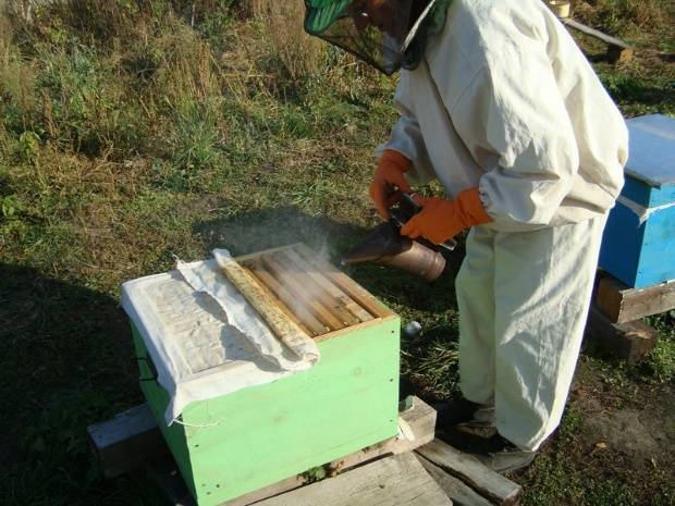 Перевозка пчел на новое место: условия, правила и рекомендации по транспортировке