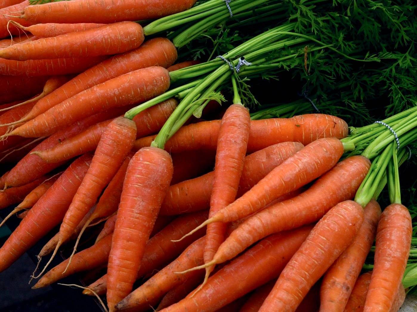 Морковь ярославна