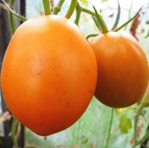 Сорт томата «де барао»: описание, характеристика, посев на рассаду, подкормка, урожайность, фото, видео и самые распространенные болезни томатов