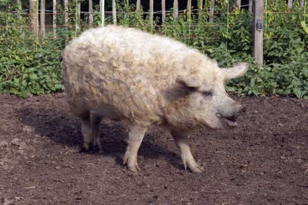 Венгерская мангалица: характеристика и особенности содержания свиней