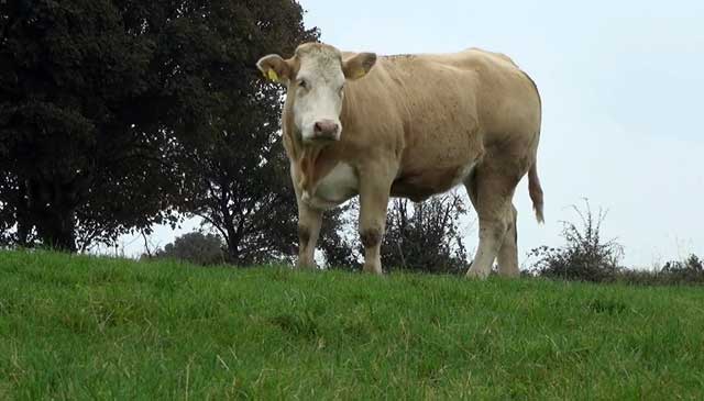 Глисты у коров и телят: лечение, причины