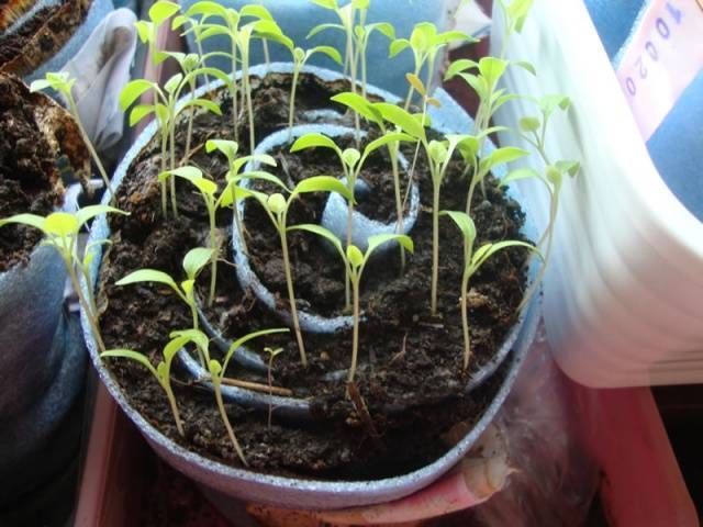 Выращивание рассады томатов в пеленках