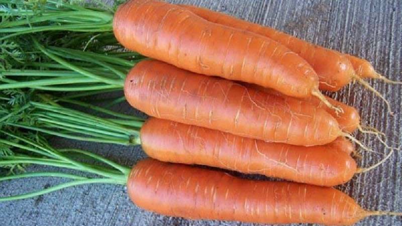 Морковь ярославна когда сажать
