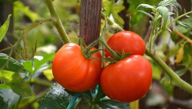 Популярные и высокоурожайные сорта тепличных помидор для подмосковья