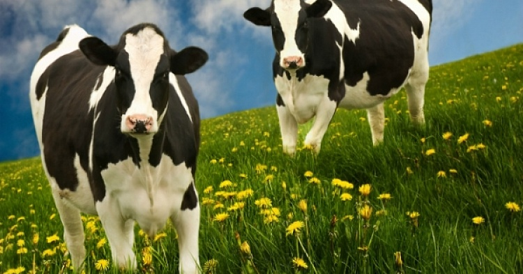 Молочная продуктивность коров и как ее повысить