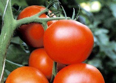 Гибридный сорт томата для теплиц – благовест