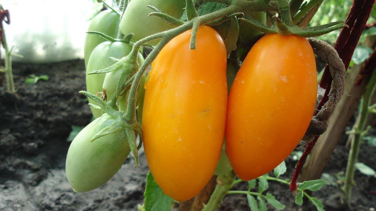 Российский сорт с мясистыми плодами — томат царь колокол: описание и характеристики помидоров