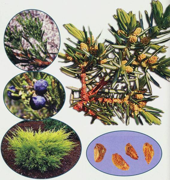 Можжевельник обыкновенный (45 фото): ботаническое описание. как подстричь? правила посадки и ухода