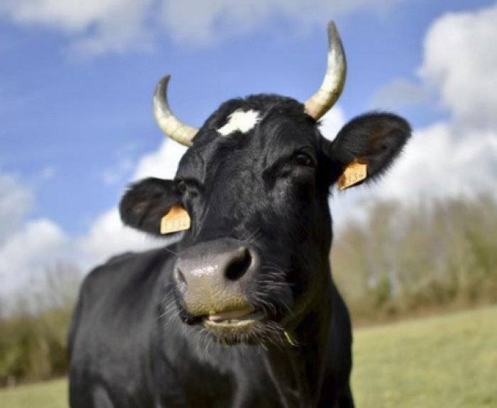 Можно ли заразиться оспой от коровы. оспа животных у человека