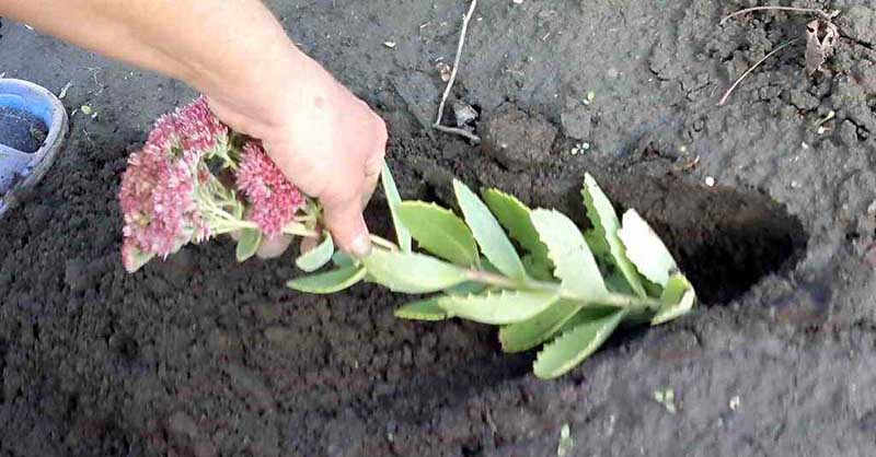 Очиток: выращивание из семян, фото, посадка и уход в открытом грунте