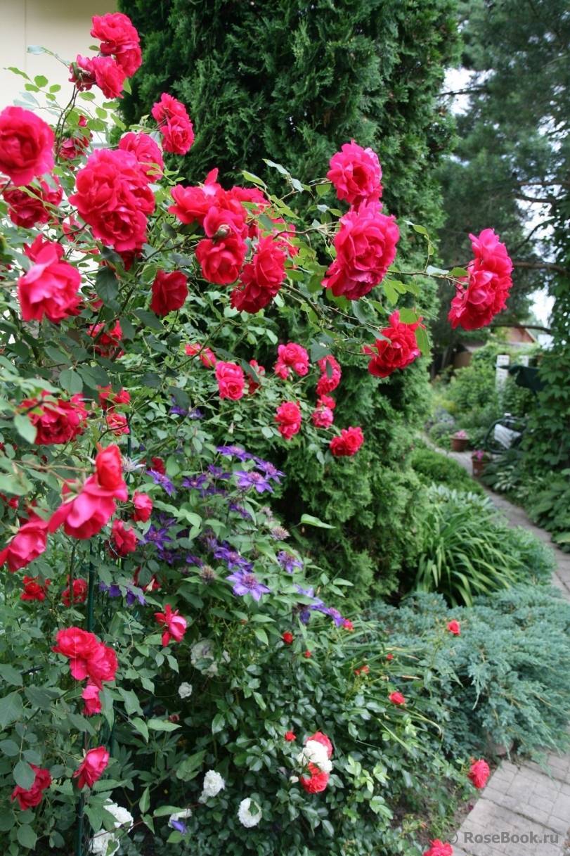Роза marie curie (мари кюри): фото и описание, отзывы