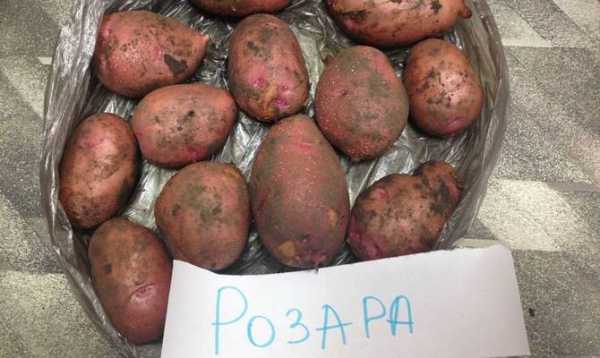 Cорт картофеля «ароза»: созревание, вкусовые качества, хранения