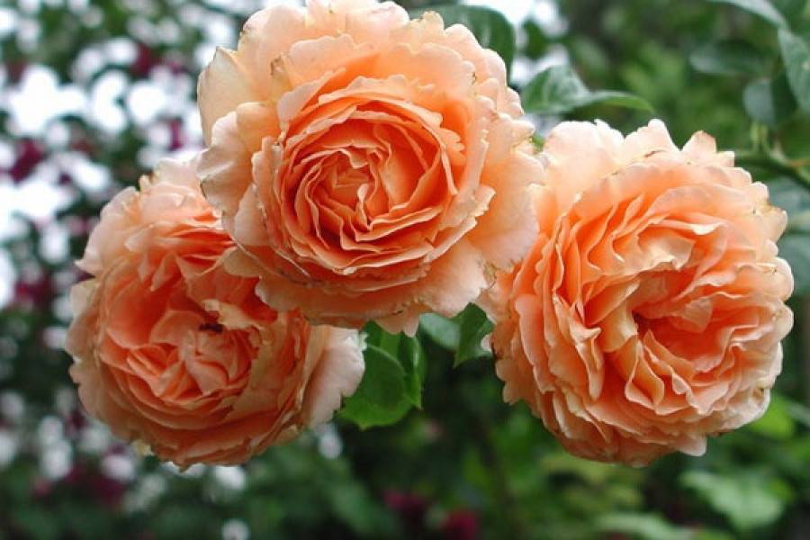 Плетистые розы цветущие все лето сорта зимостойкие.
