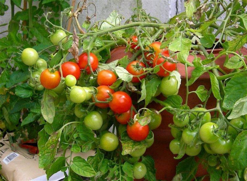 Описание декоративного томата клюква в сахаре и агротехника выращивания