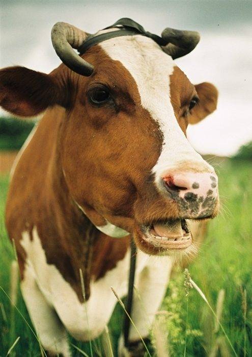 Симптомы и лечение лептоспироза у крупного рогатого скота (пошаговая инструкция)