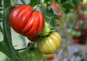 Помидоры-великаны с бесподобным вкусом — томат богатыри смесь: полное описание сорта