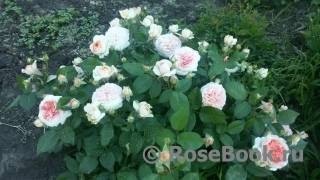 Английская роза абрахам дарби — блики кипящего металла