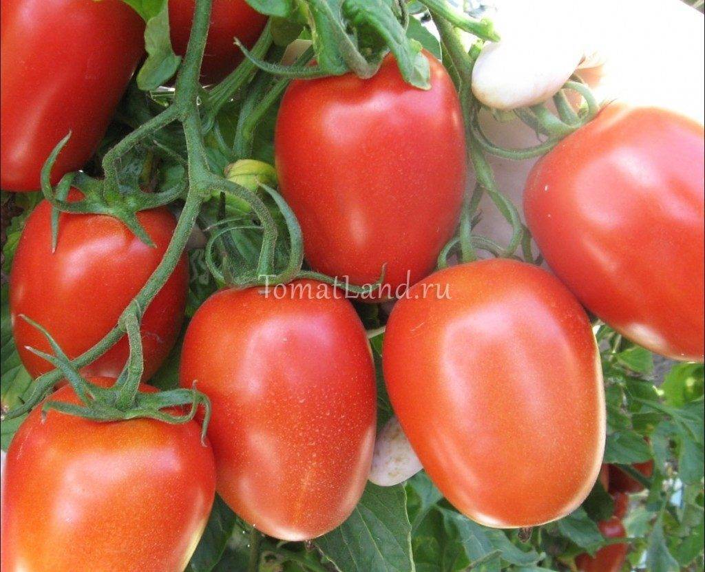 Урожайные сорта помидоров для парников и теплиц