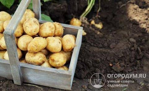 Характеристика картофеля сорта лорх