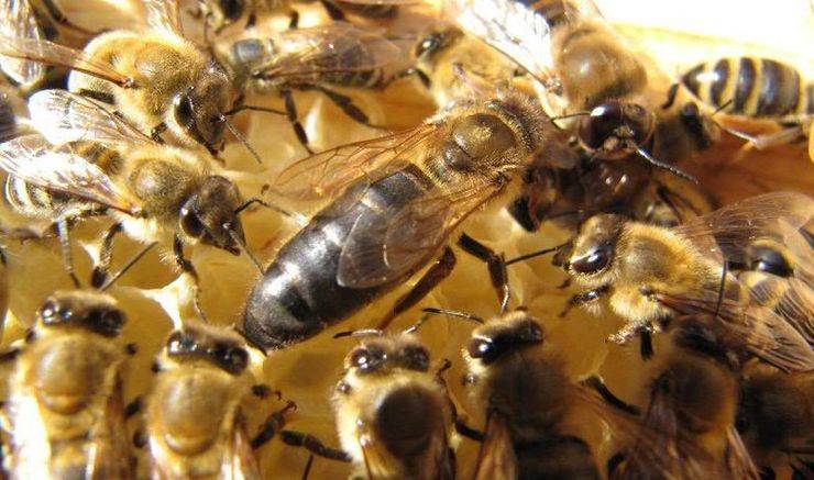 Лечение пчел от инфекционных заболеваний