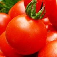 28 лучших сортов помидоров для открытого грунта