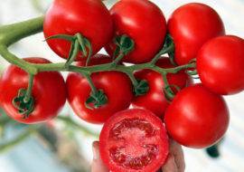 Характеристика и описание сорта томата интуиция, его урожайность