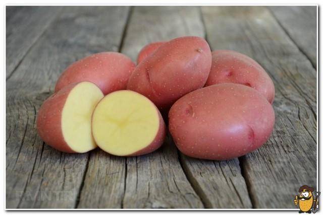Выращивание картофеля "розара": правила посадки и ухода