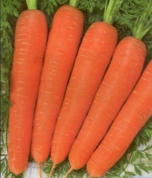 Морковь балтимор f1 — описание сорта, фото, отзывы, посадка и уход